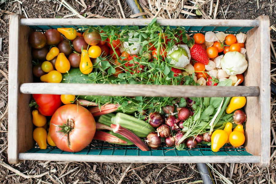 Photo by Zoe Schaeffer, yellow-and-red-tomatoes-on-green-plastic-crate-Unsplash