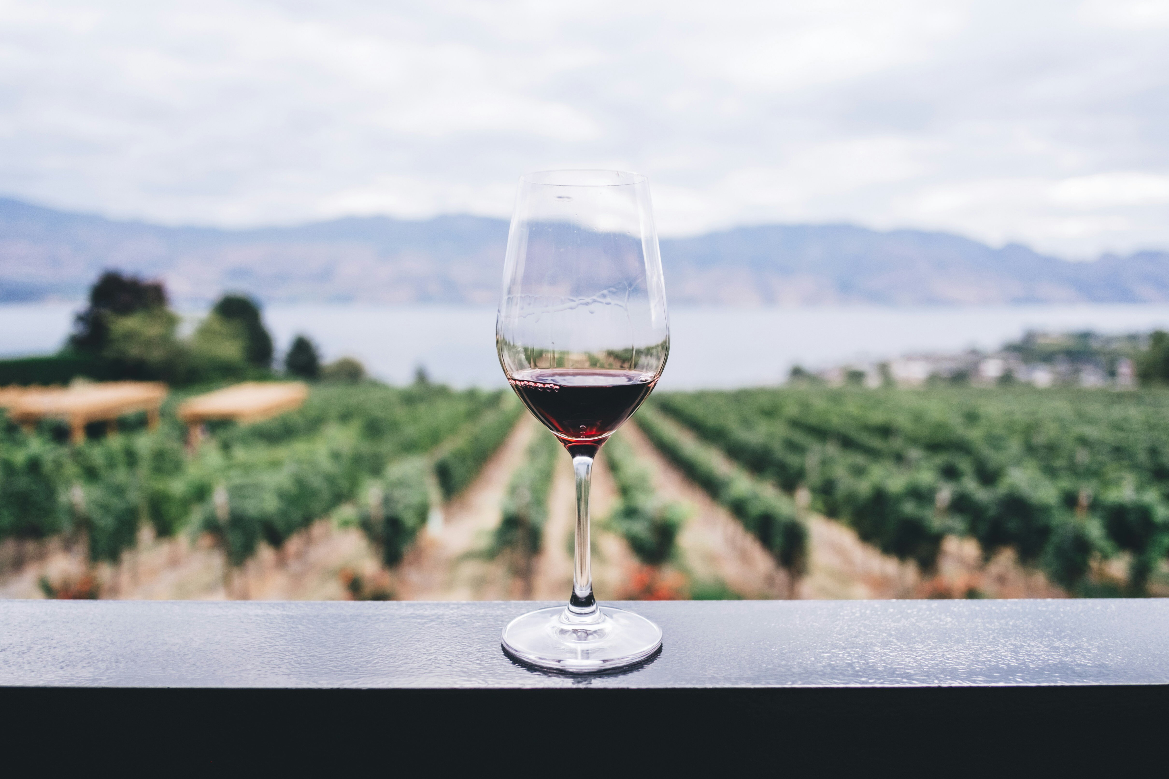 kym-ellis-unsplash-virginia winery and vineyards